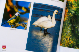 piękno przyrody powiatu pilskiego 