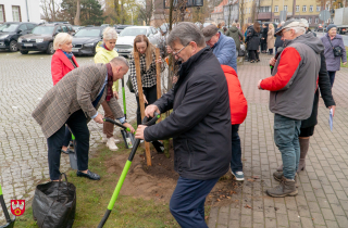 akcja sadzenia drzew